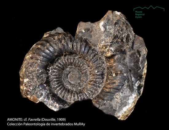 Amonite: cf. Favrella (Douville, 1909)
Colección Paleontológica de invertebrados, MuRAy