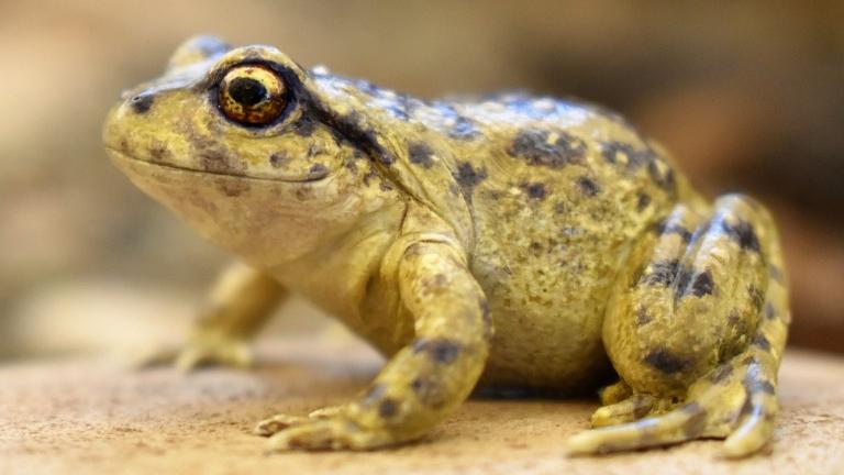 Anfibios se toman la primera semana en el Museo