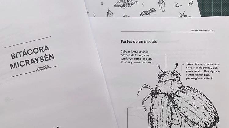 Clase 1 ¿Qué son las mariposas?