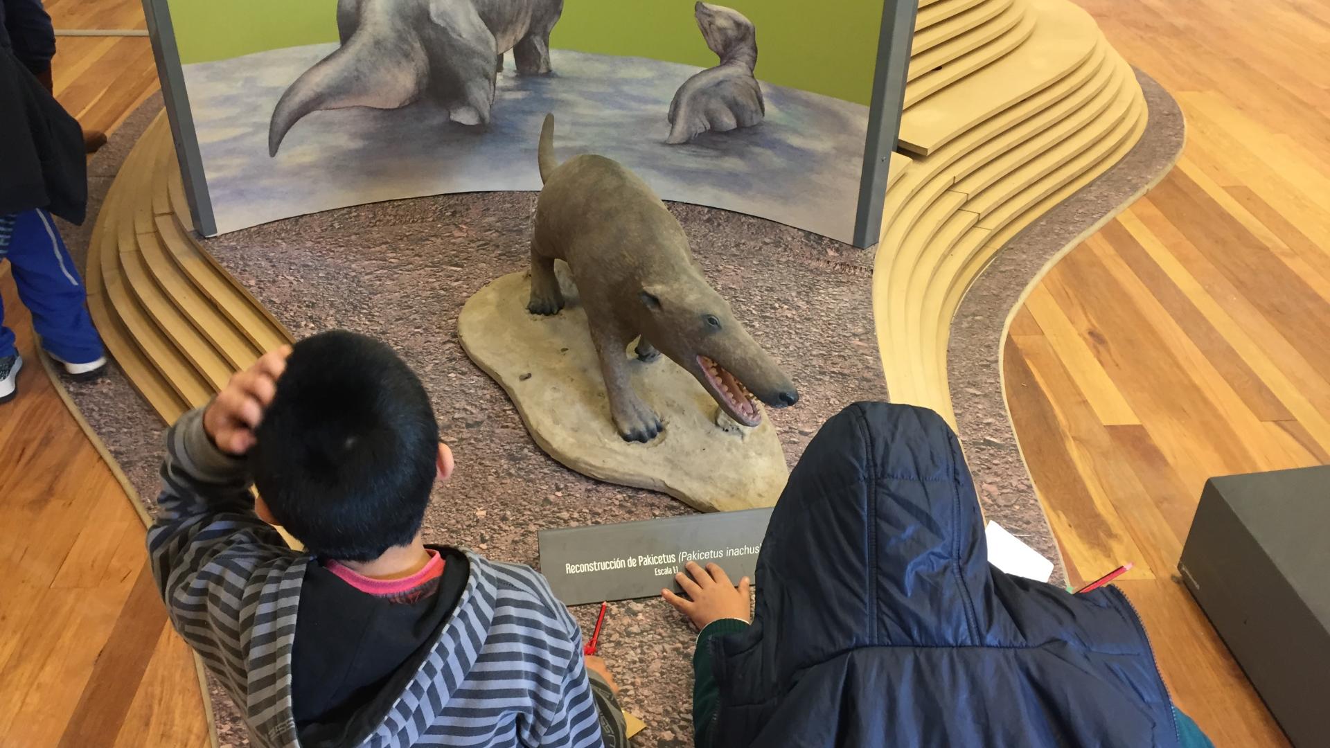Exhibición "Cetáceos, de la tierra al mar" en Museo Regional de Aysén La muestra se podrá visitar hasta el 30 de junio.