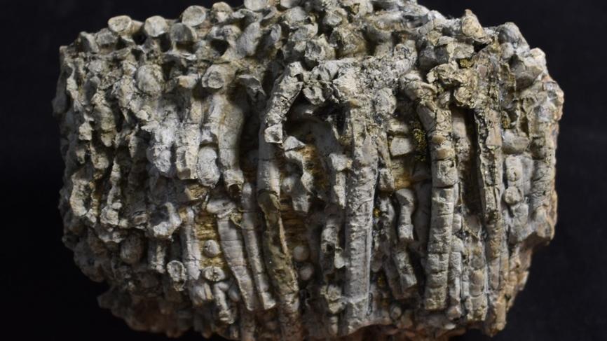 Fósil de madera y teredo (Teredolites isp.) colectada en secuencias sedimentarias del Golfo Tres Montes, Península de Taitao, Región de Aysén.
Fotografía: Leonardo Pérez Barría