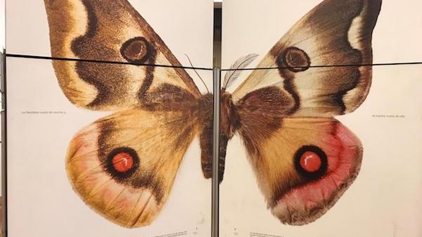 Mariposas del sur del mundo