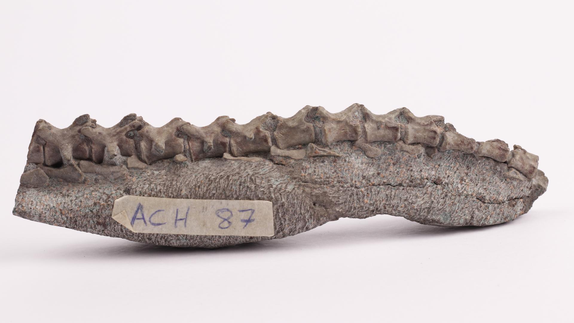 Detalle de fósiles de Chilesaurus diegosuarezi