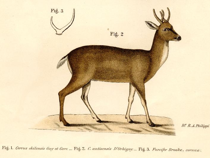 Philippi
