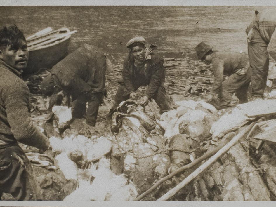 Hombres faenando lobos de mar