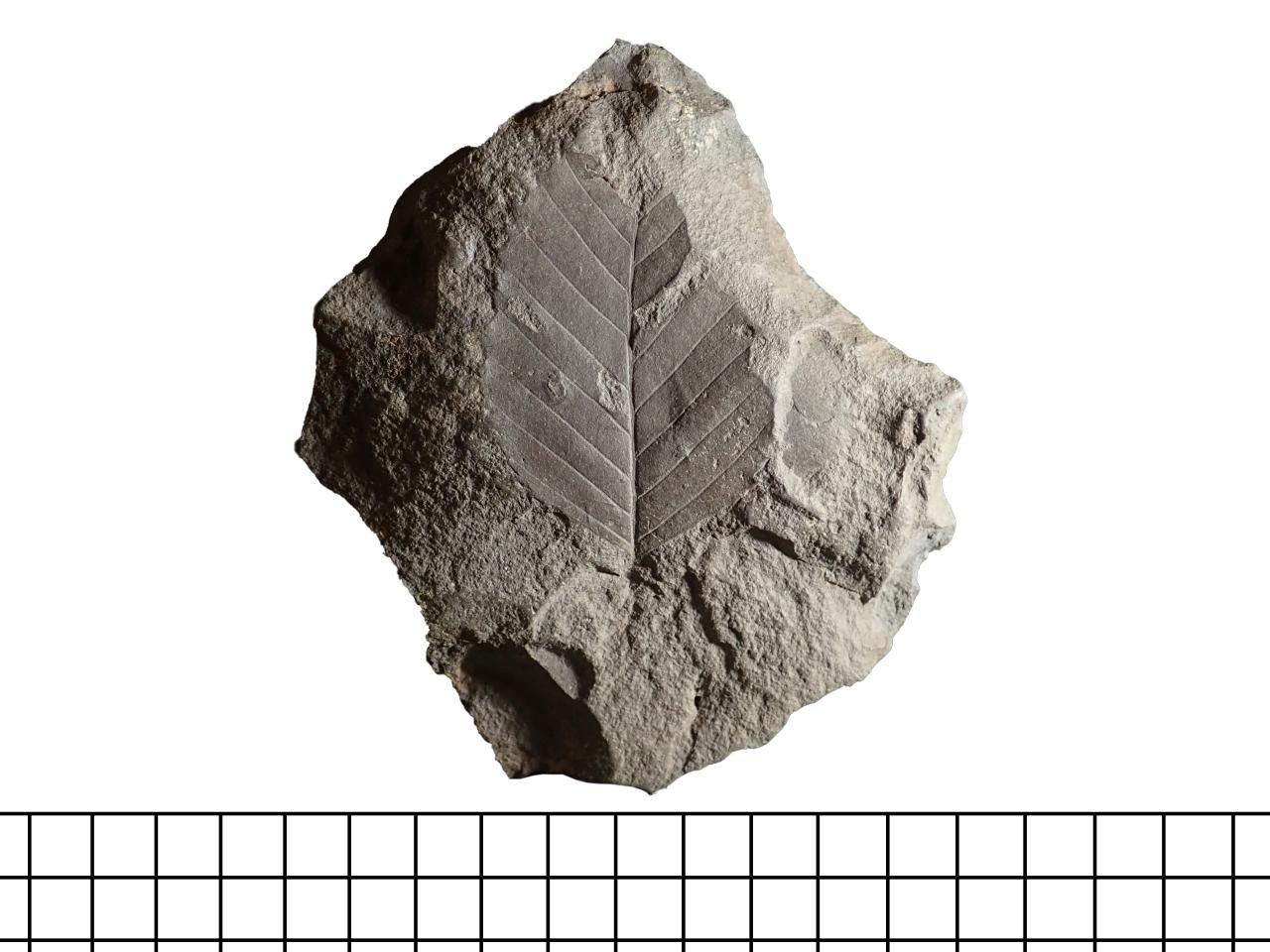 Detalle de hoja fósil de Nothofagus aff. alessandrii