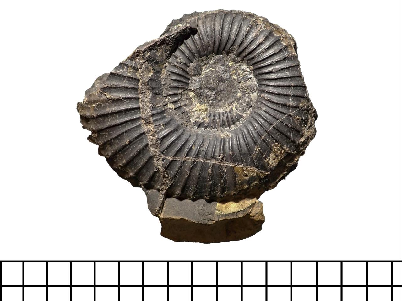 Ammonite cf. Favrella steinmanni
