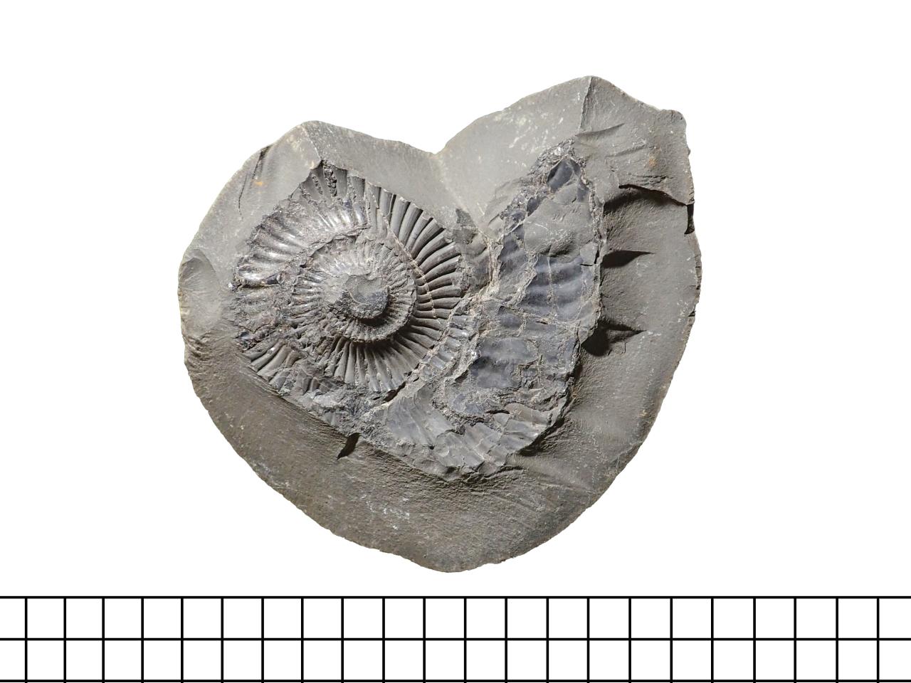Molde en negativo de ammonite Neocomitidae indet