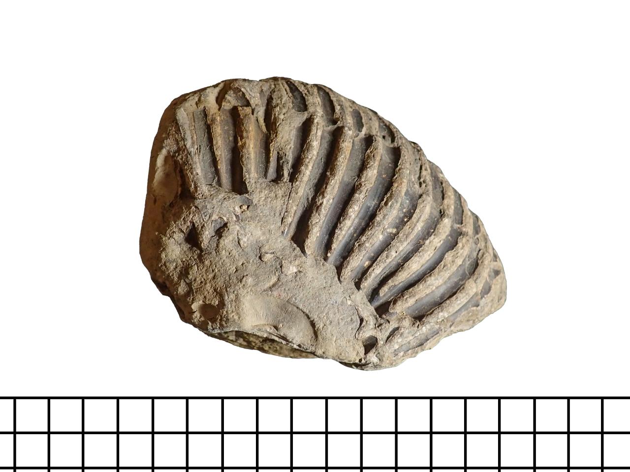 Fragmento de ammonite aff. Favrella sp
