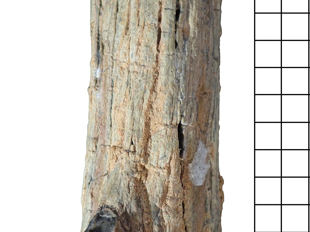 Detalle del tronco fósil de una Spermatophyta indeterminada