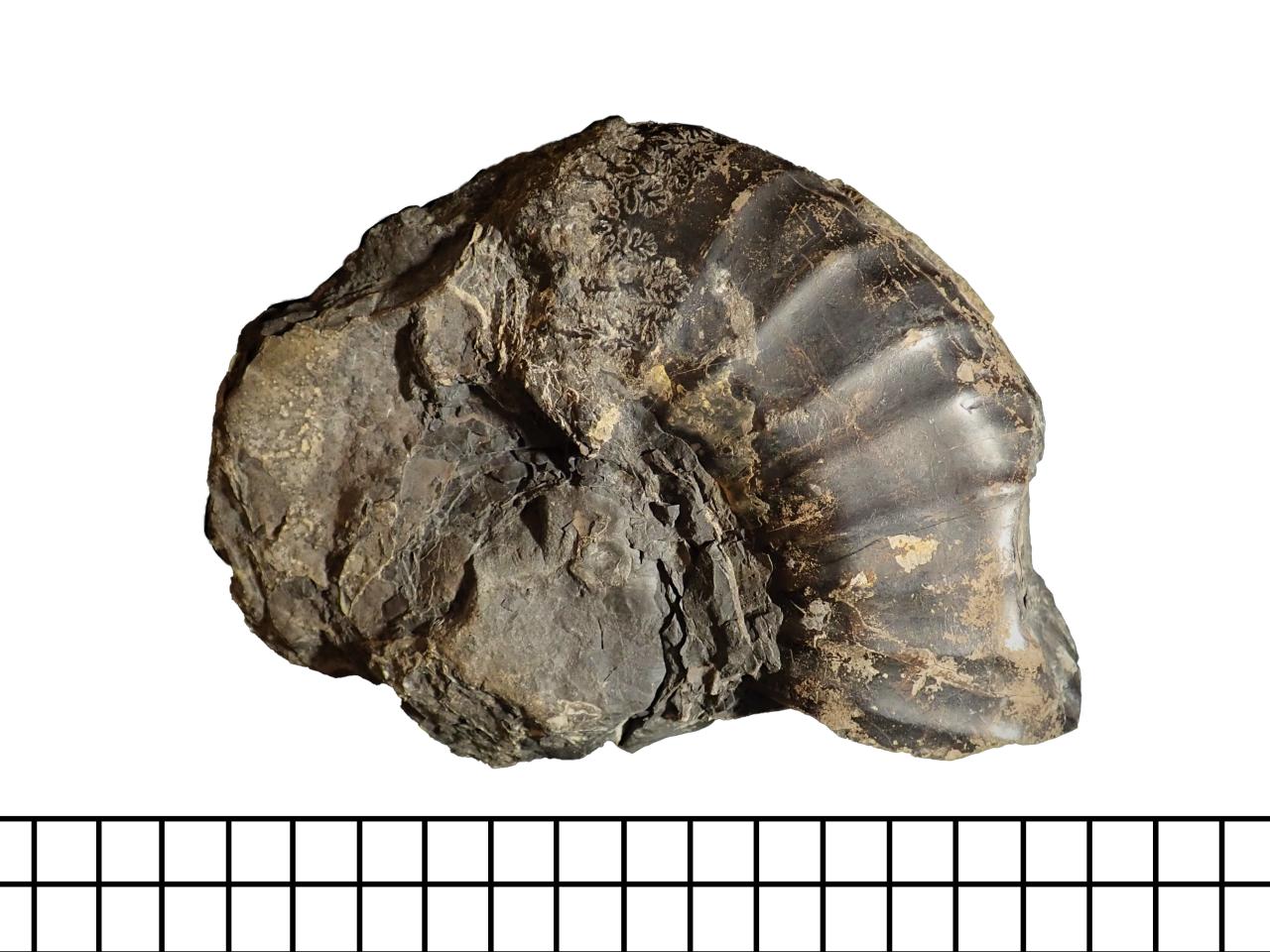 Molde con partes de concha de ammonite Neocomitidae indet