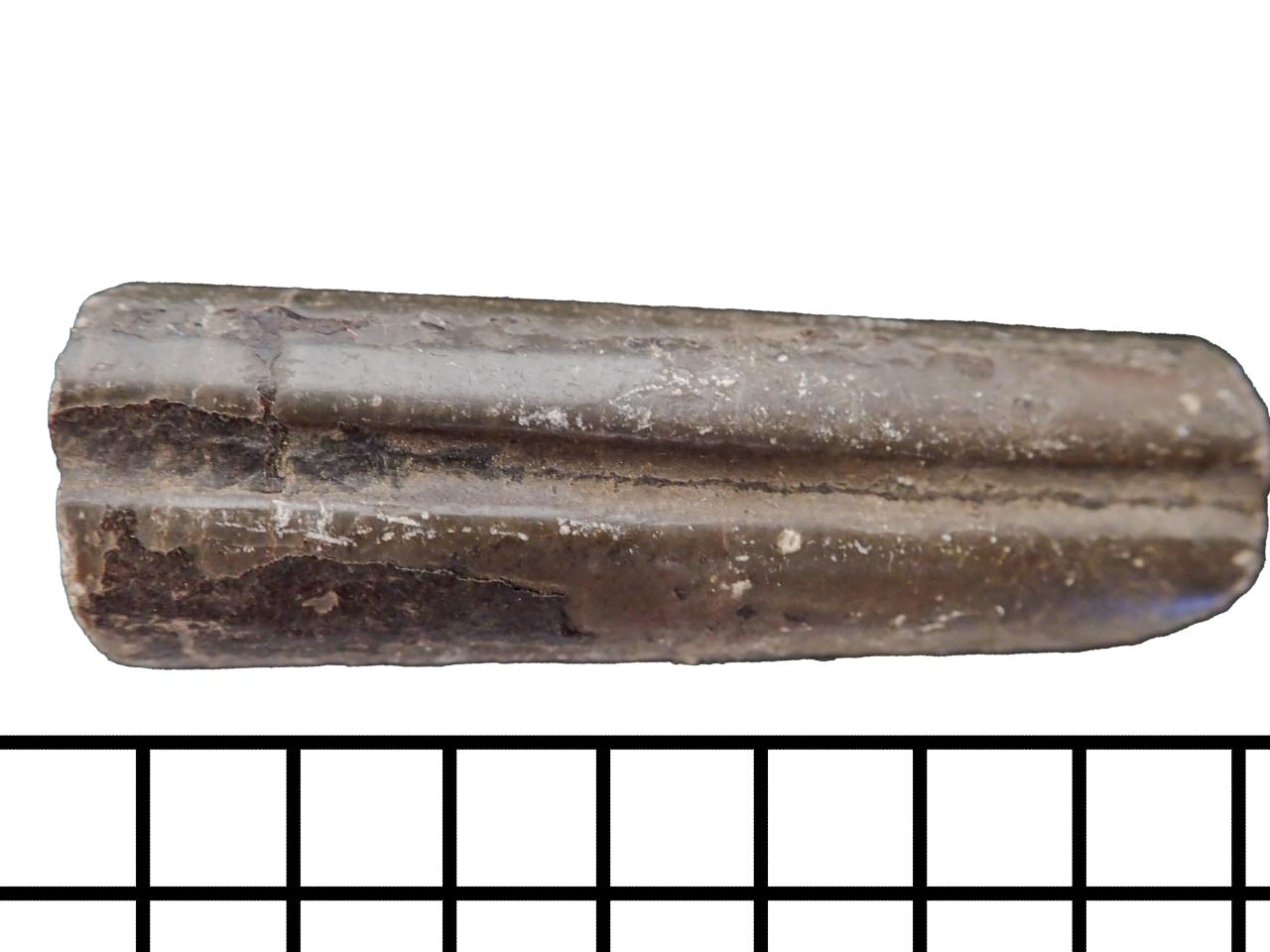 Fragmento de Belemnoideo cf. Parabelemnopsis patagoniensis