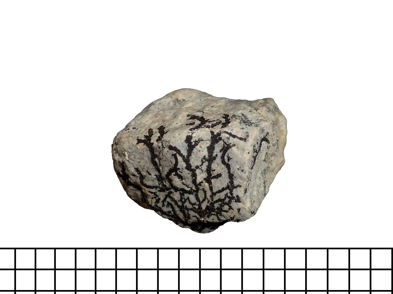 Pseudofósil de líquenes sobre roca ígnea intrusiva