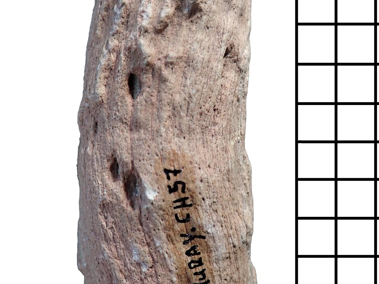 Detalle del tronco fósil de una Spermatophyta indeterminada