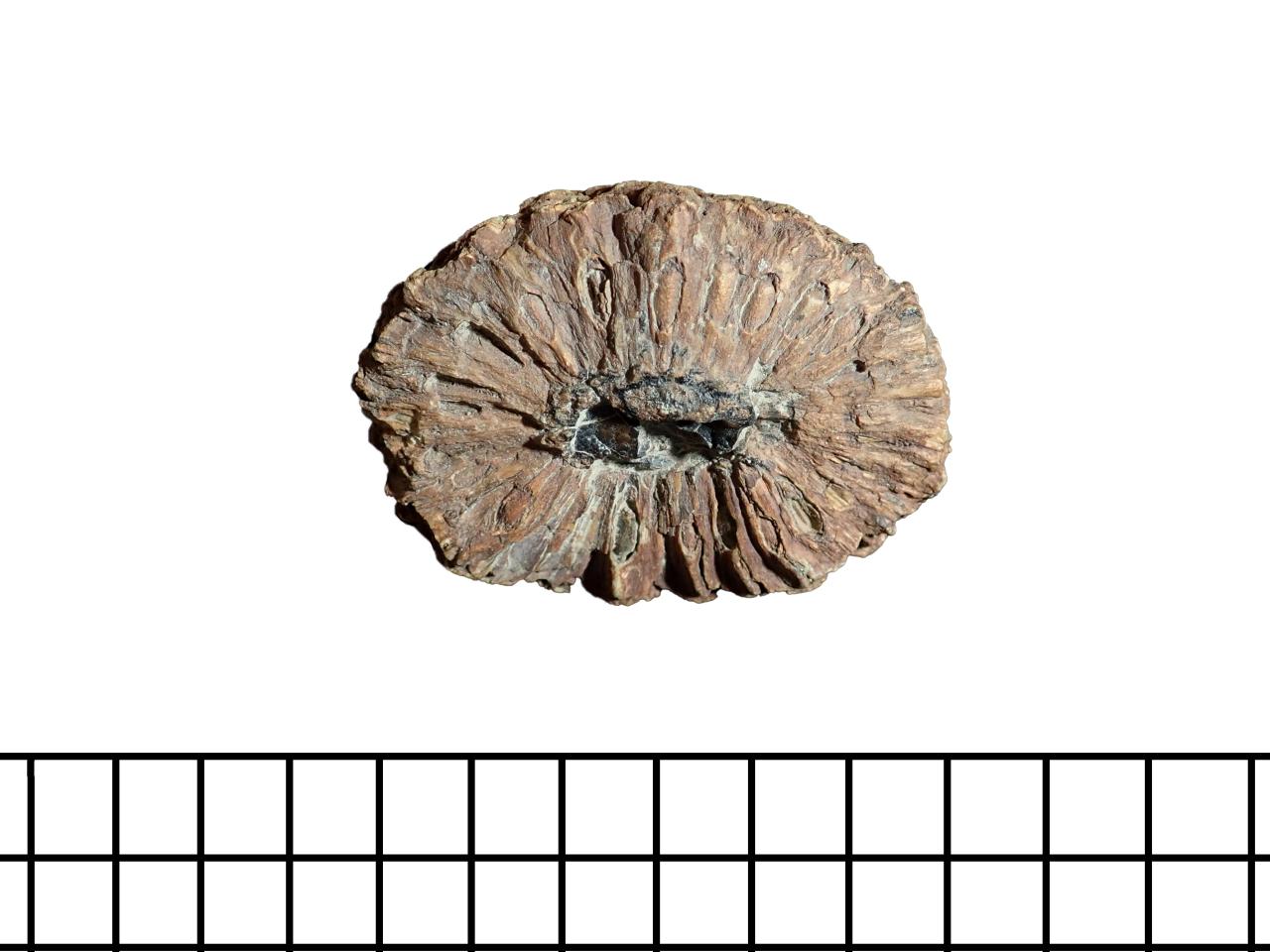Detalle Cono o estróbilo femenino fósil de Araucaria cf. mirabilis