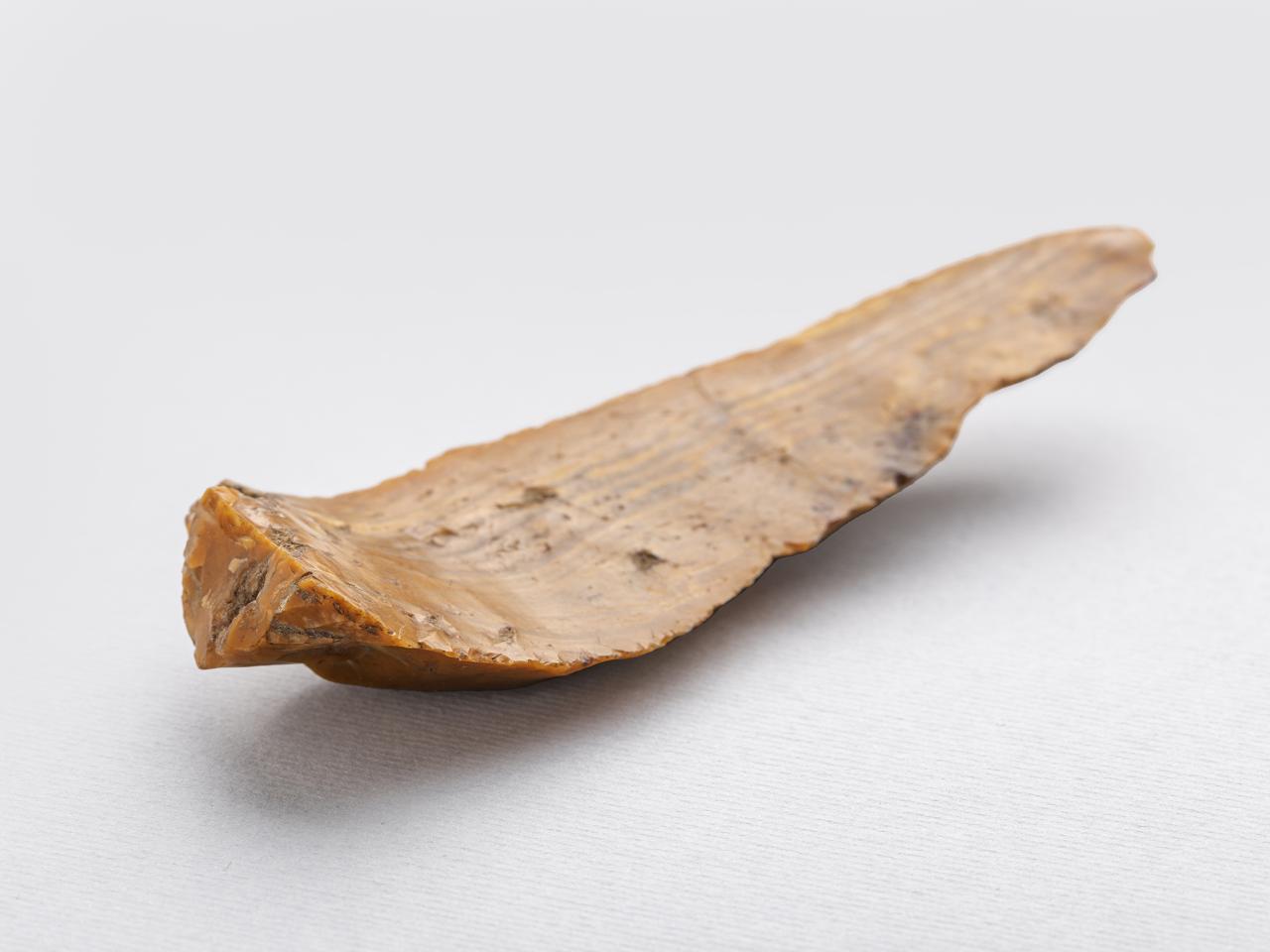 Lámina (hoja)