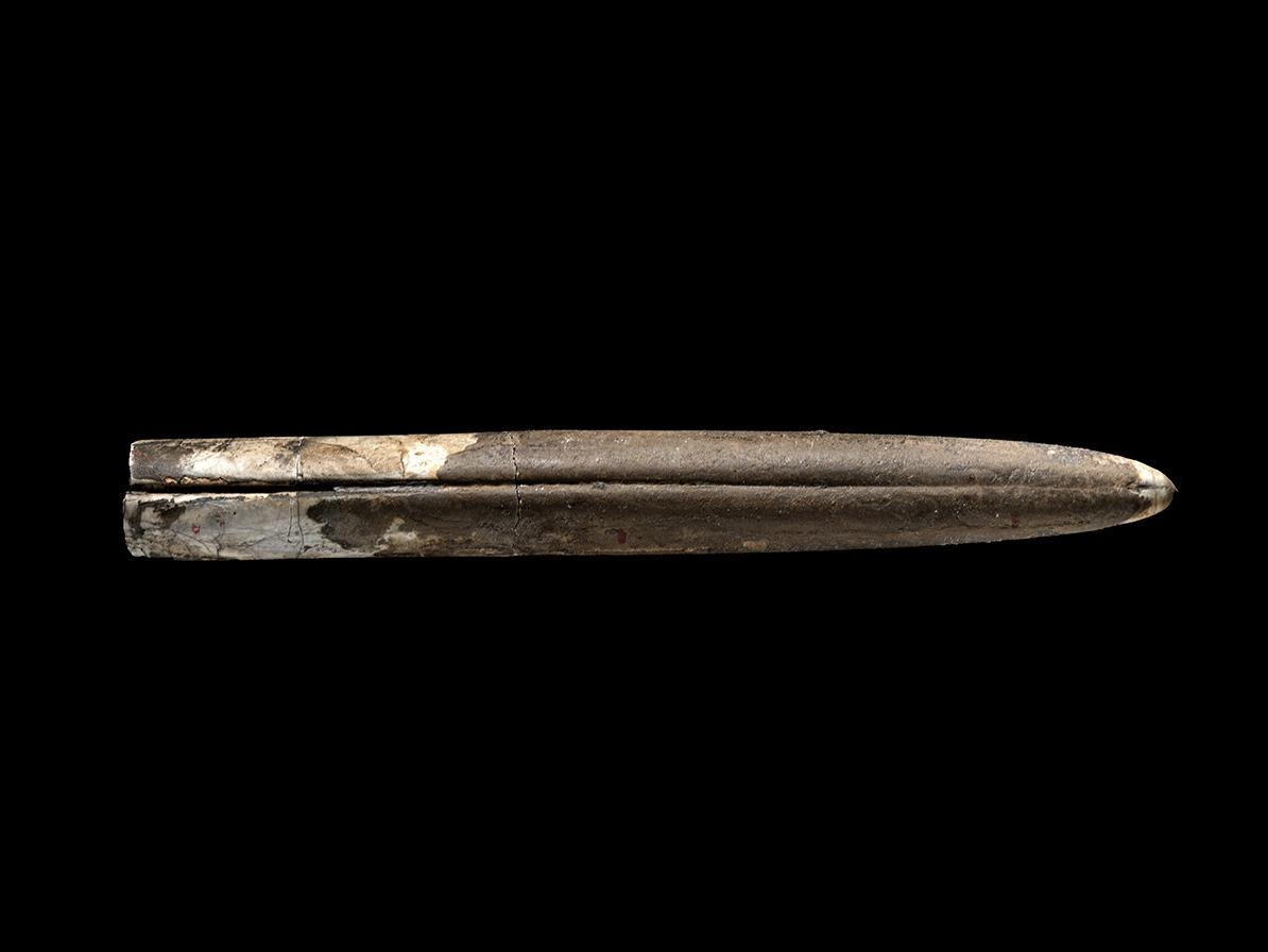 Parabelemnopsis patagoniensis