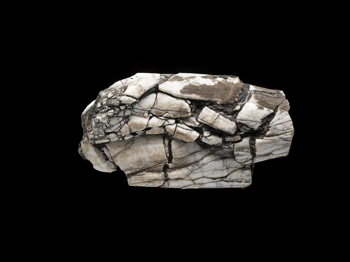 Belemnopseidae indet.