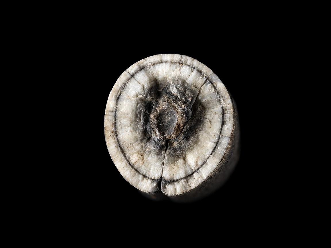 Belemnite (vista transversal del rostrum)