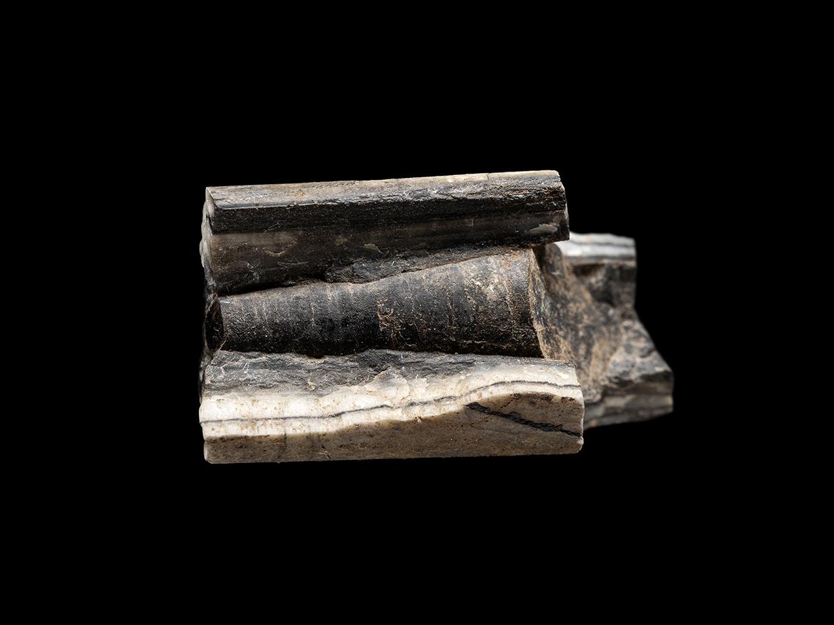 Belemnite (corte longitudinal del rostrum)