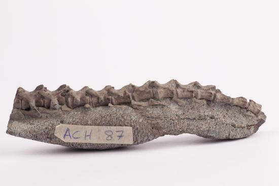Chilesaurus diegosuarezi