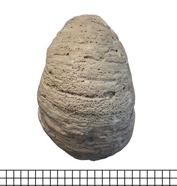 Concha de bivalvo Crassostrea cf. hatcheri Concha de bivalvo Crassostrea cf. hatcheri