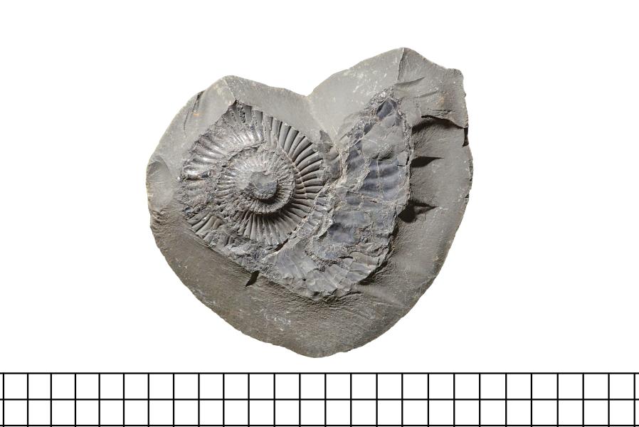 Molde en negativo de ammonite Neocomitidae indet Molde en negativo de ammonite Neocomitidae indet