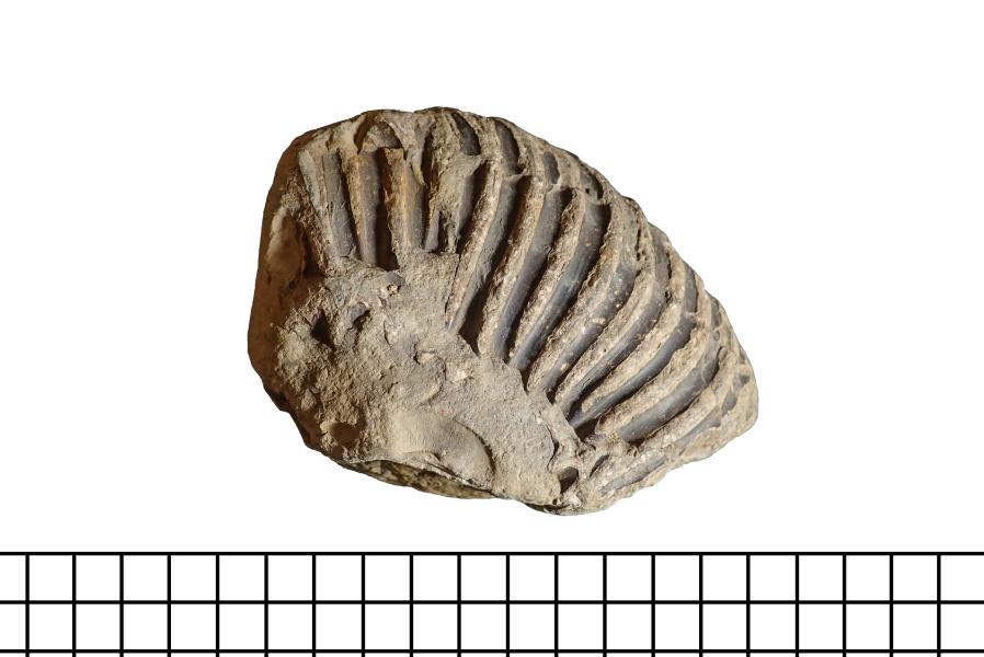 Fragmento de ammonite aff. Favrella sp Fragmento de ammonite aff. Favrella sp