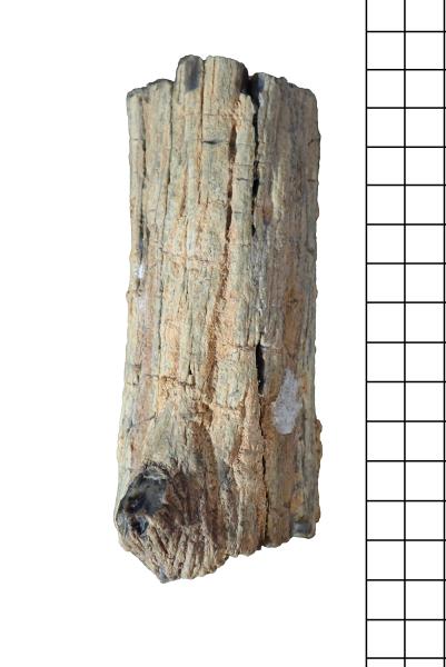 Detalle del tronco fósil de una Spermatophyta indeterminada Detalle del tronco fósil de una Spermatophyta indeterminada