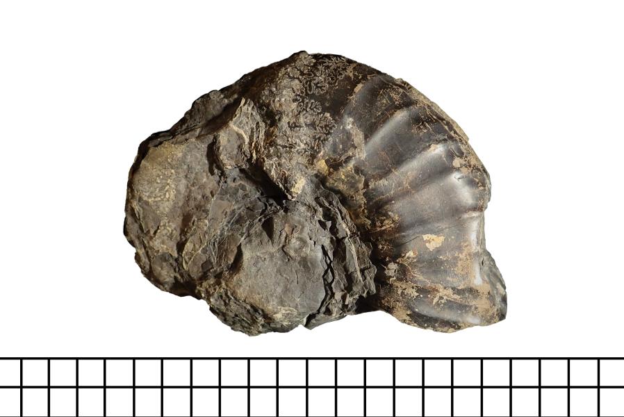 Molde con partes de concha de ammonite Neocomitidae indet Molde con partes de concha de ammonite Neocomitidae indet