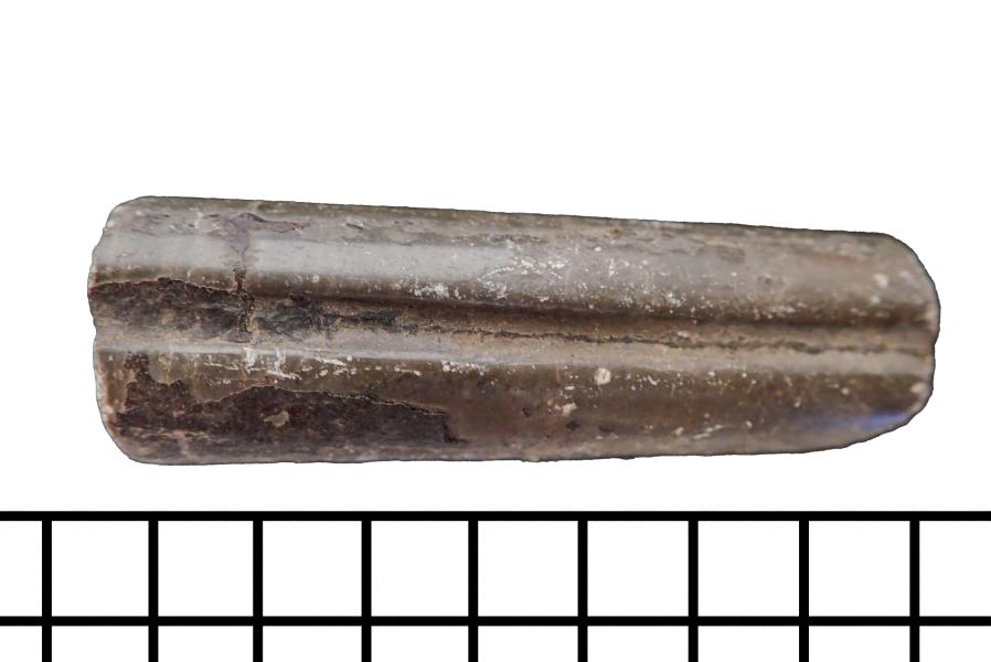 Fragmento de Belemnoideo cf. Parabelemnopsis patagoniensis Fragmento de Belemnoideo cf. Parabelemnopsis patagoniensis