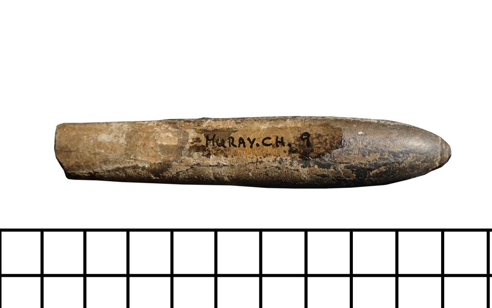 Fragmento de Belemnoideo Parabelemnopsis cf. madagascariensis Fragmento de Belemnoideo Parabelemnopsis cf. madagascariensis