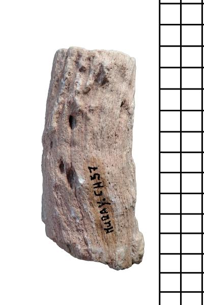 Detalle del tronco fósil de una Spermatophyta indeterminada Detalle del tronco fósil de una Spermatophyta indeterminada