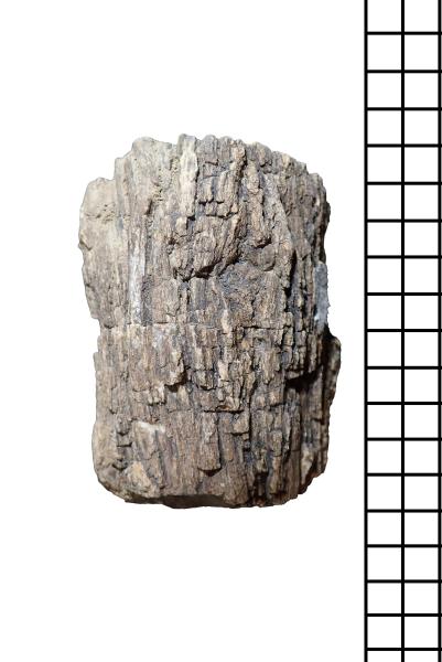 Detalle del tronco fósil de una Spermatophyta indeterminada Detalle del tronco fósil de una Spermatophyta indeterminada