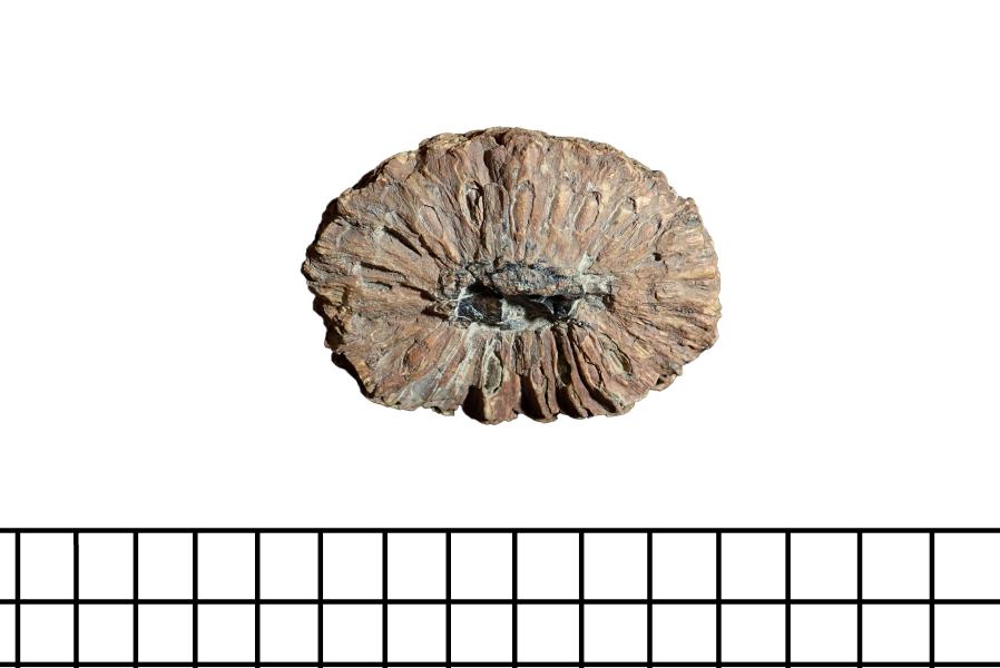 Detalle Cono o estróbilo femenino fósil de Araucaria cf. mirabilis Detalle Cono o estróbilo femenino fósil de Araucaria cf. mirabilis