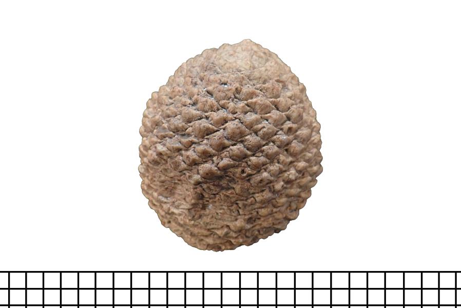 Detalle Cono o estróbilo femenino fósil de Araucaria cf. mirabilis Detalle cono o estróbilo femenino fósil de Araucaria cf. mirabilis