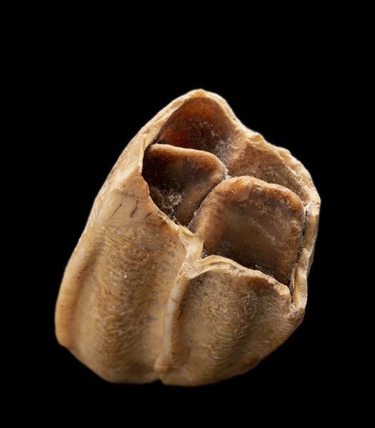 Molar de Macrauchenia