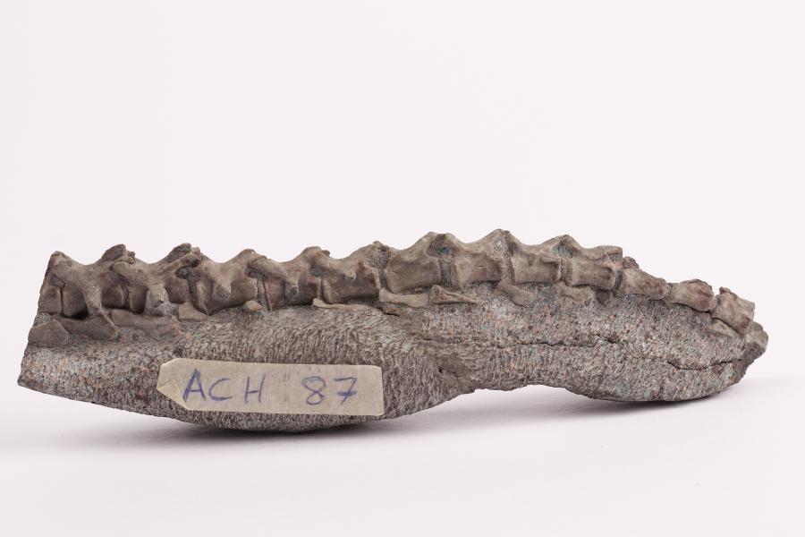 Chilesaurus diegosuarezi