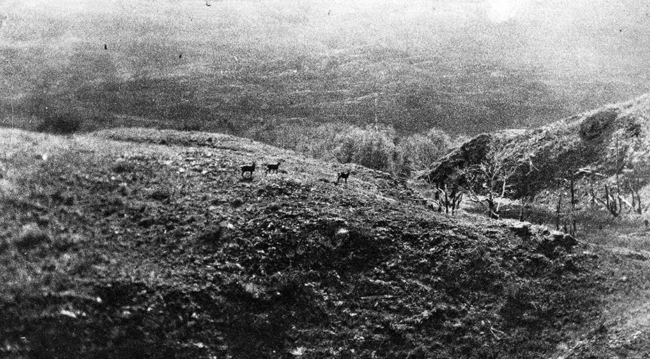 Huemules en una loma en el valle del río del Salto, cerca del río Baker